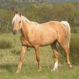 ALZIR