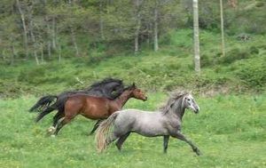 chevaux à l'entrainement (cezallier)