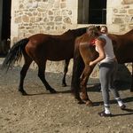 Pansage des chevaux
