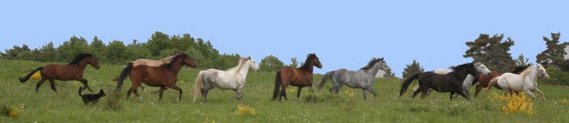 notre élevage de chevaux barbe et creme en auvergne
