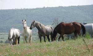 nos chevaux au repos (cezallier)