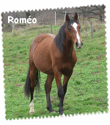 romeo